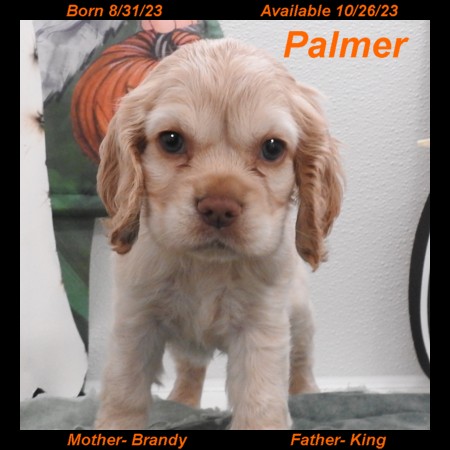 puppy, for, sale, Cocker Spaniel, Joe & Cherri  Overlease, dog, breeder, Miller, MO, dog-breeder, puppy-for-sale, forsale, nearby, find, puppyfind, locator, puppylocator, aca